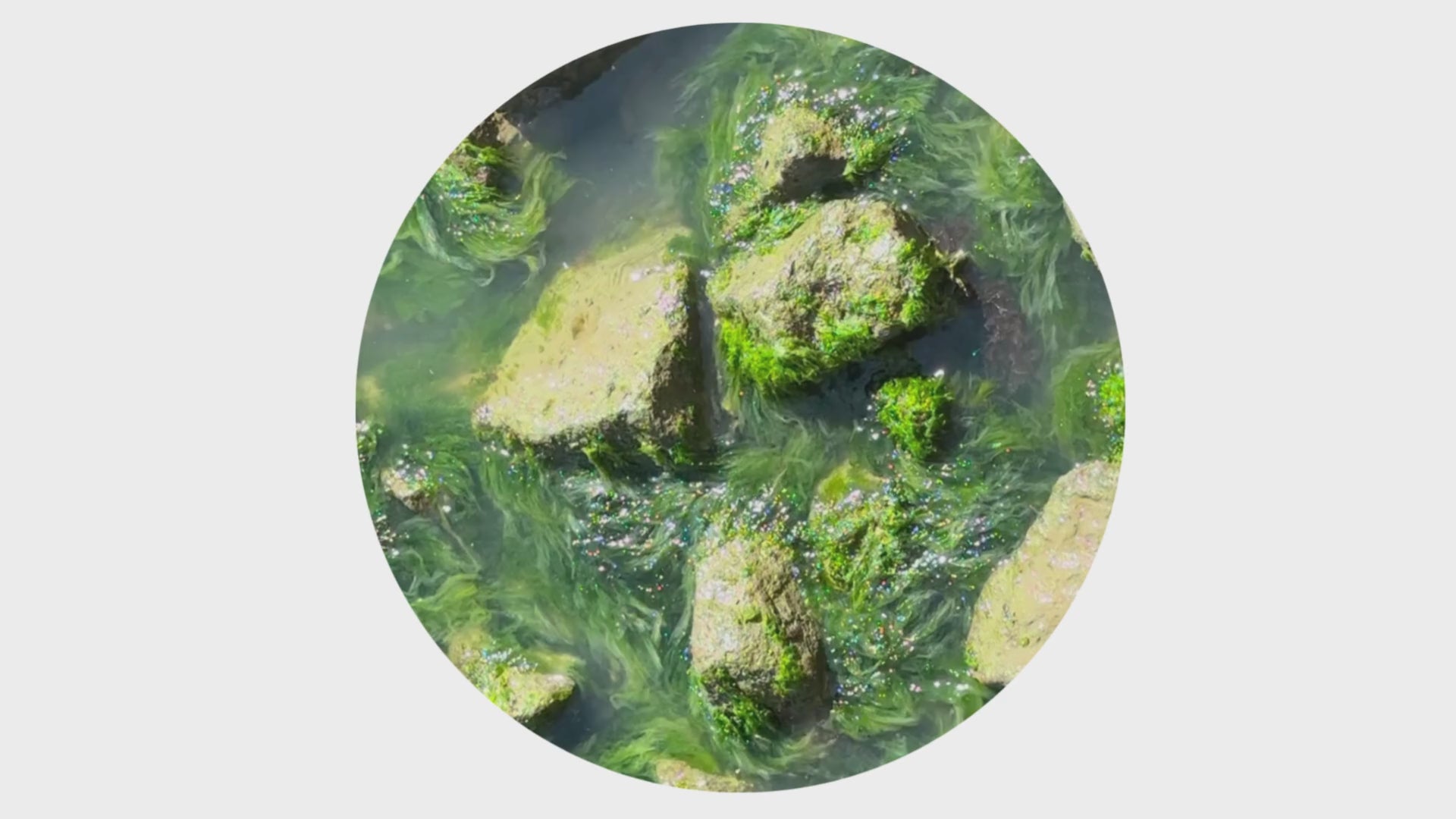 Iesha Baldwin | The Battery